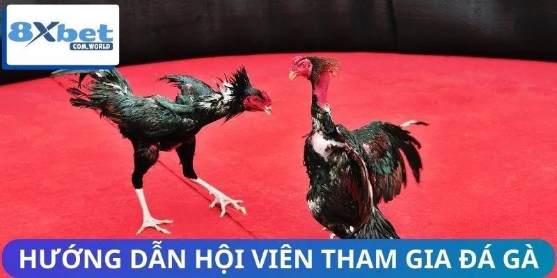 Hội viên cần nắm rõ cách chơi đá gà nòi 