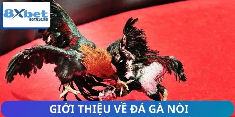 Khái quát nhanh thông tin về đá gà nòi