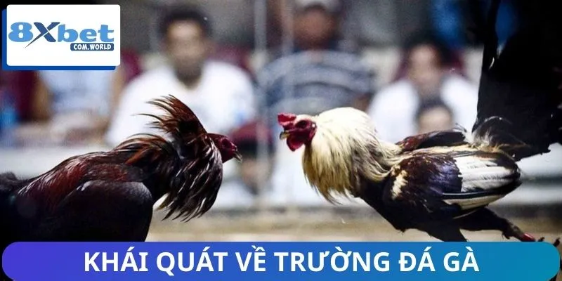 Sơ lưọc thông tin về trường đá gà 