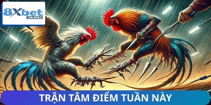 Những trận đá gà rực lửa khiến người xem mãn nhãn